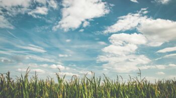 corn fields under white clouds with blue sky during daytime