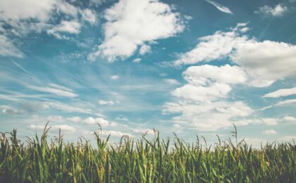 corn fields under white clouds with blue sky during daytime