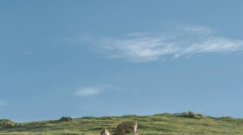two brown cows near green grass fields