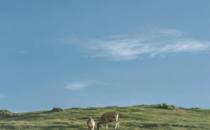 two brown cows near green grass fields